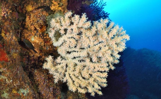  Coral Formations 